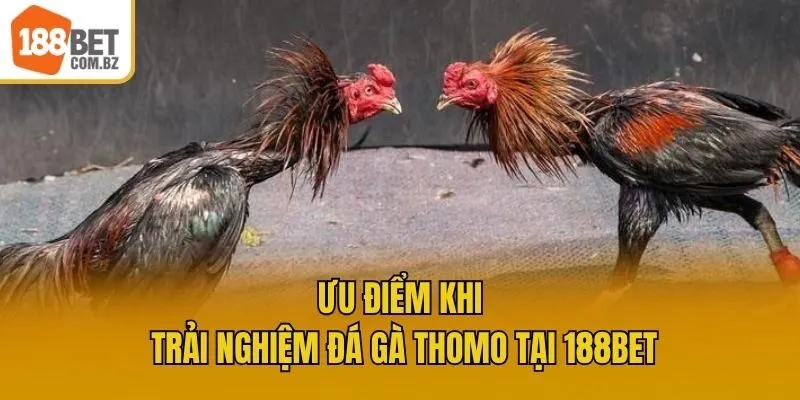 Ưu điểm khi trải nghiệm đá gà Thomo tại 188bet